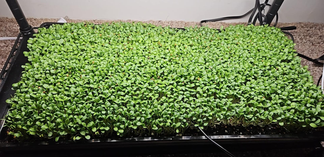 What are microgreens? - Yummy Little Plants