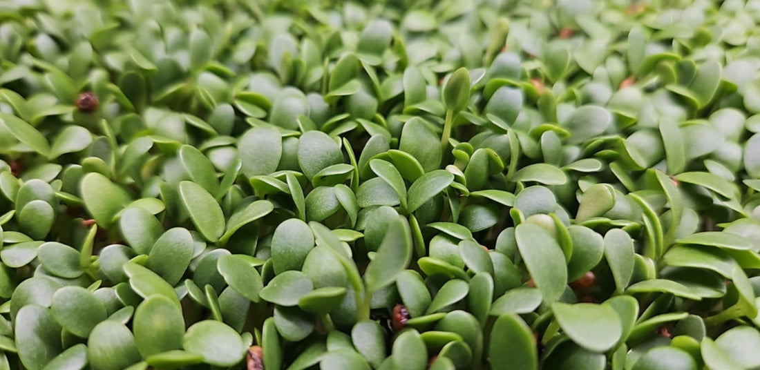 Why are microgreens so good for us? - Yummy Little Plants