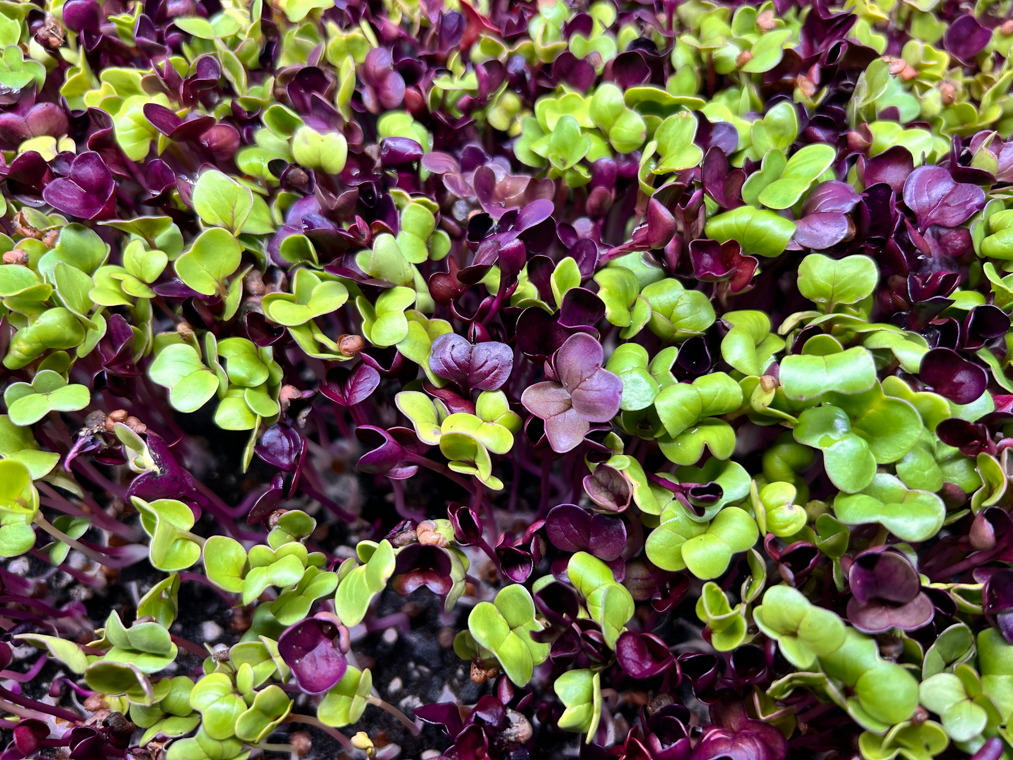 confetti radish - red and green radish mix - microgreens close up - 