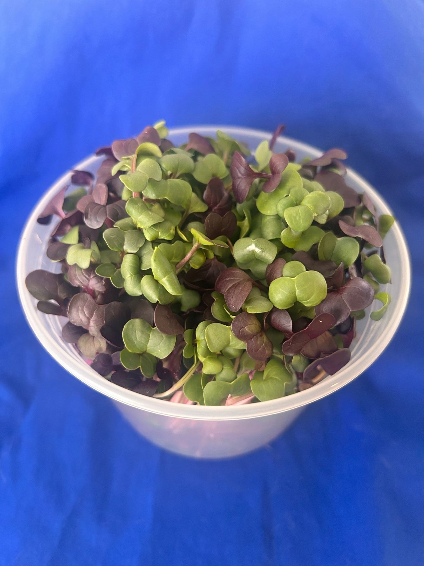 Confetti Radish Microgreens - Yummy Little Plants - red and green radish microgreens -