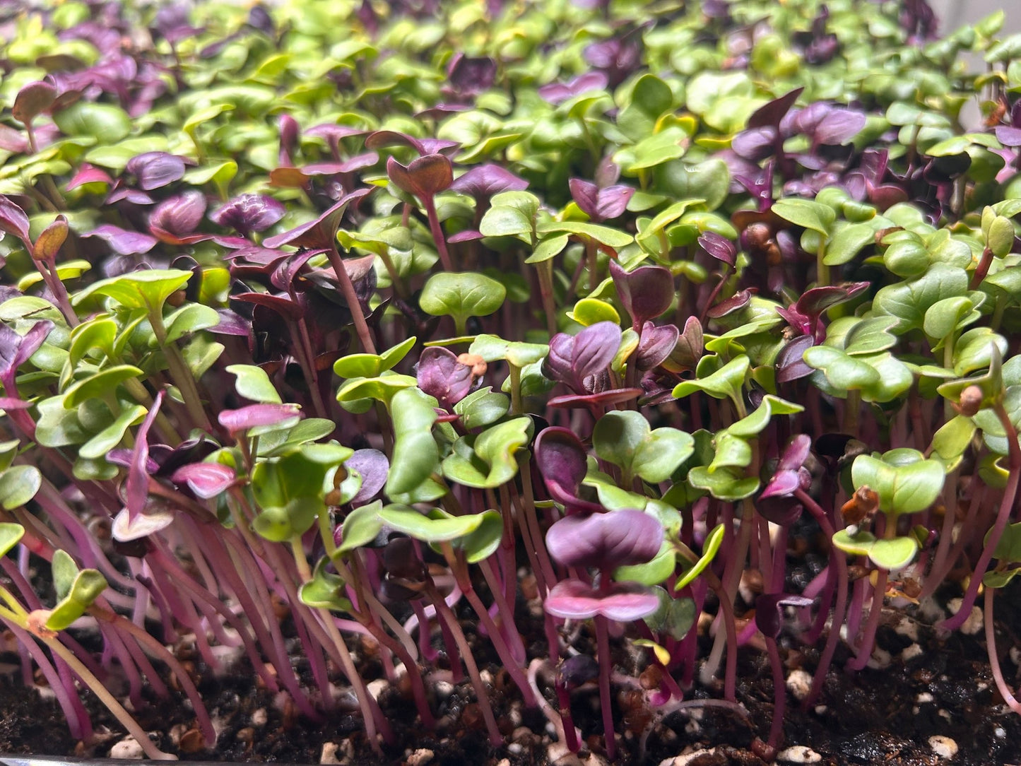 Confetti Radish Microgreens - Yummy Little Plants - 