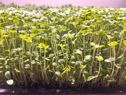 Gourmet Greens Microgreens - Yummy Little Plants - 