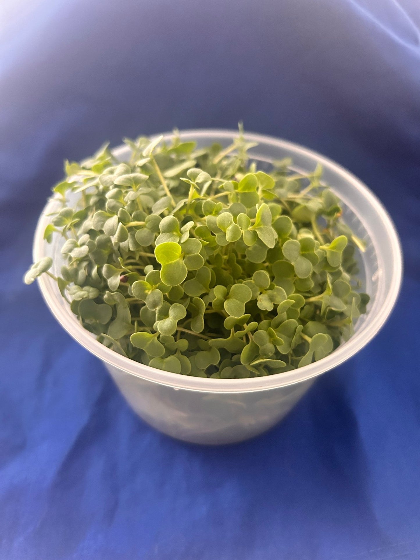 Gourmet Greens Microgreens - Yummy Little Plants - Broccoli - Kale - Clover - Microgreens Mix in a container -