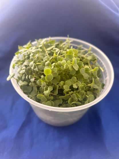 Gourmet Greens Microgreens - Yummy Little Plants - Broccoli - Kale - Clover - Microgreens Mix in a container -