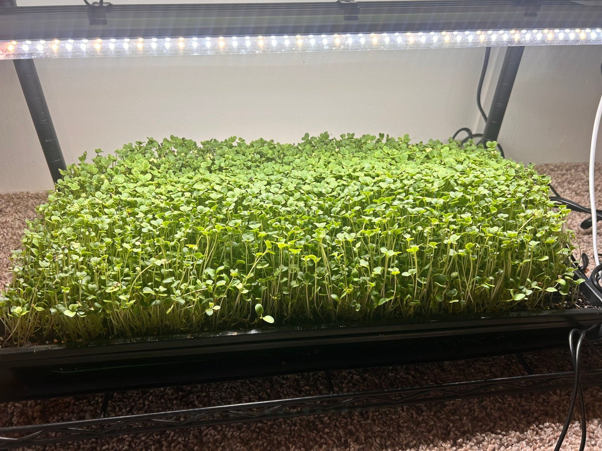 Gourmet Greens Microgreens - Yummy Little Plants - Microgreens growing in a tray under lights -