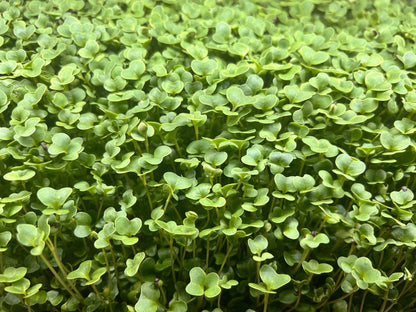 Gourmet Greens Microgreens - Yummy Little Plants - Close up of microgreens growing - broccoli - clover - kale -