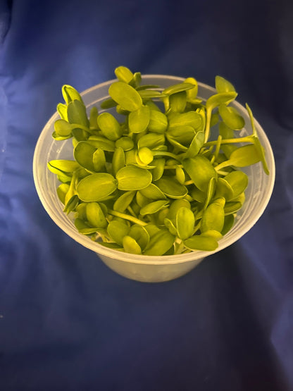 Sunflower Microgreens - Yummy Little Plants - Microgreens