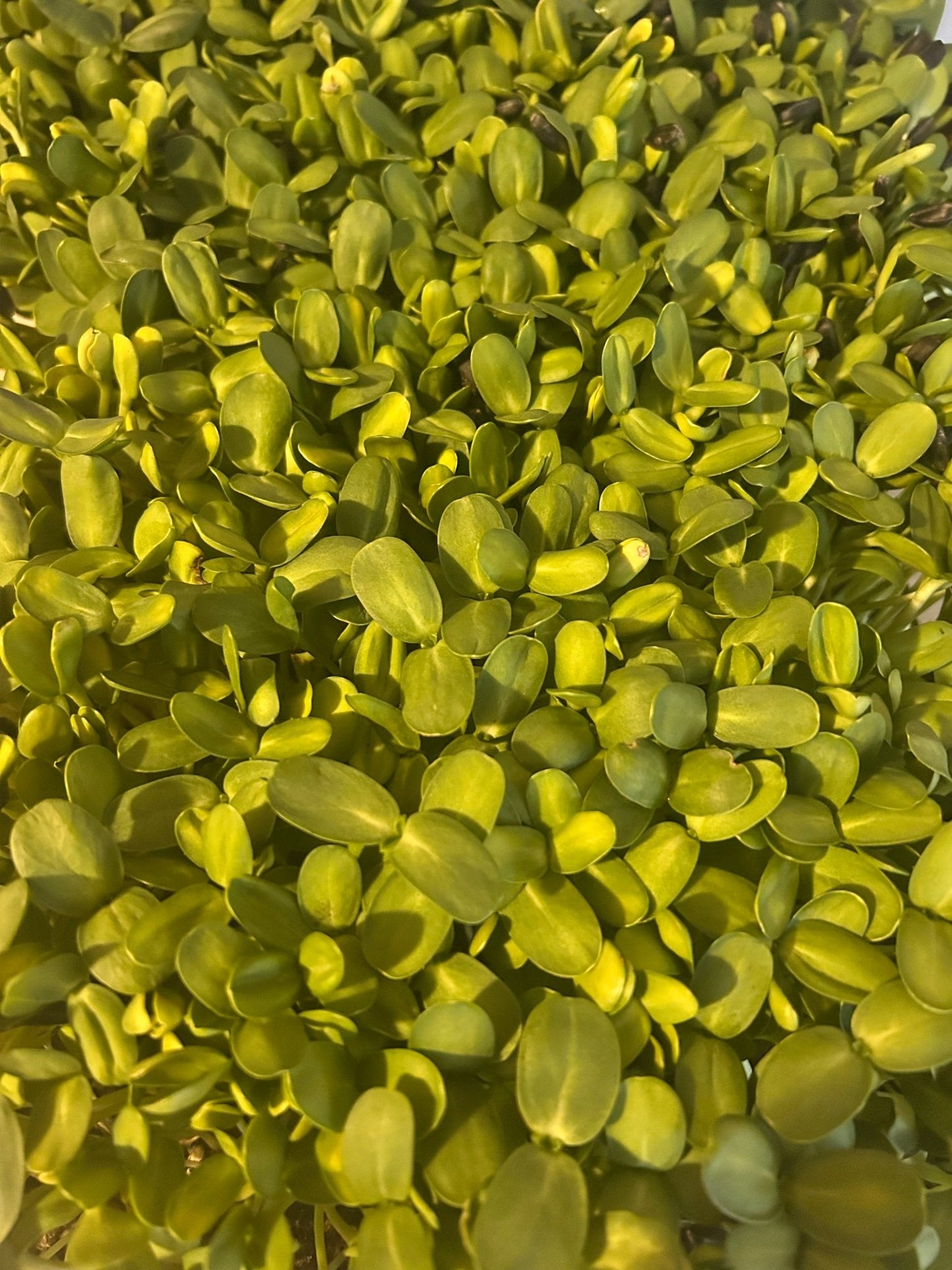 Sunflower Microgreens - Yummy Little Plants - Microgreens