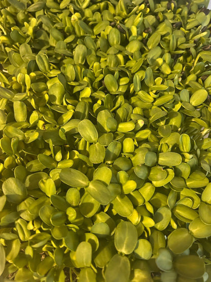 Sunflower Microgreens - Yummy Little Plants - Microgreens