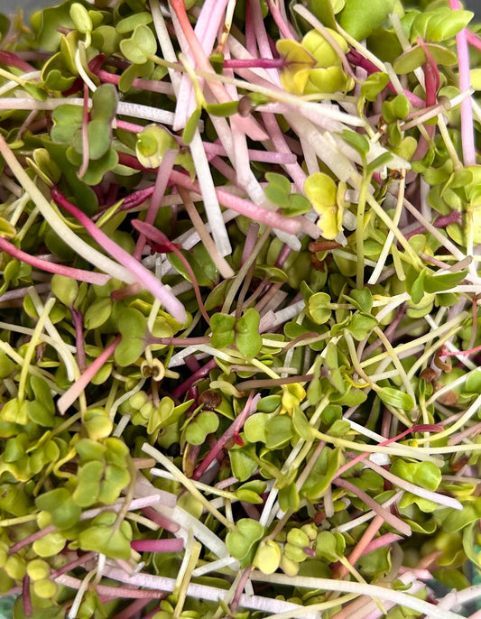 Yummy Little Bundle - Yummy Little Plants - Microgreens