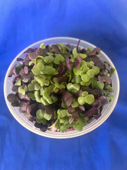 Yummy Little Bundle - Yummy Little Plants - Confetti Radish - Green and Purple Radish - Microgreens -